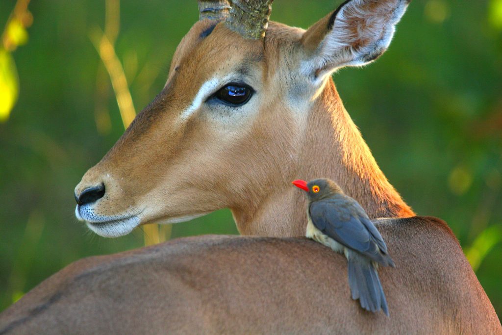 KRUGER